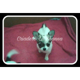 Chihuahuas De Pelo Largo Pedigree F.c.a. Criadero La Shanna