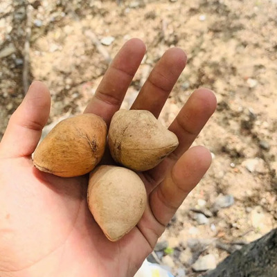 Semilla De Ayoyote \u002F Codo De Fraile. 20 Kilogramos | Meses sin interés