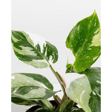 Philodendron White Princess 