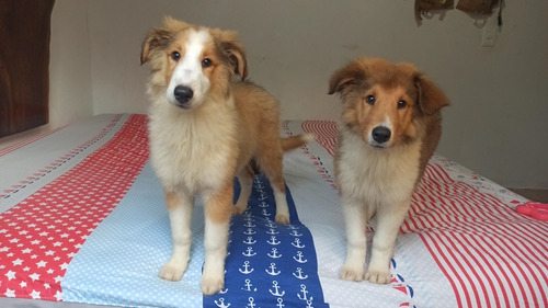 Perros Cachorros Pastor Escoses Collie Rough Medellín Cali