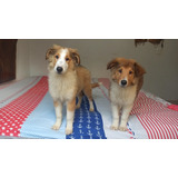 Perros Cachorros Pastor Escoses Collie Rough Medellín Cali