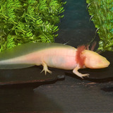 Axolote Albino - Aquário - Água Doce