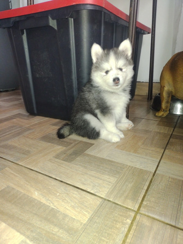 Pomsky