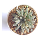 Muda Suculenta Haworthia Livida Aloe Agave Echeveria