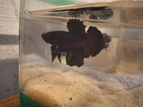 Betta De Linhagem Macho Plakat Total Black + Brinde