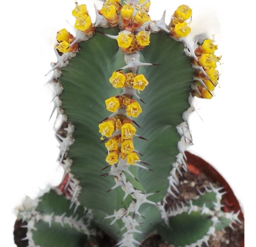 Muda Euphorbia Polyacantha Viosa Planta De Coleção Promoção 