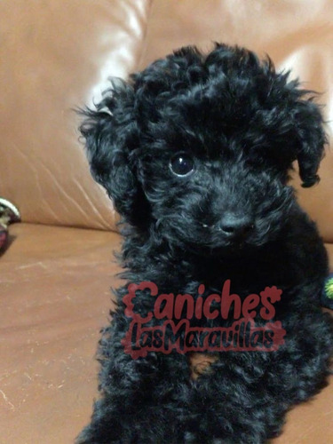 Cachorro Caniche Negro 001