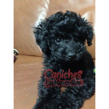 Cachorro Caniche Negro 001