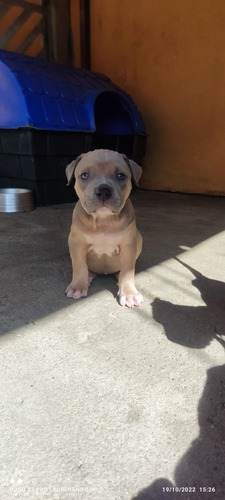 Filhotes De Pitbull Blue Fawn 