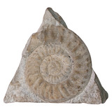 Fósil De Caracol Amonita En Piedra Blanca 9cm × 9cm × 9.5cm 