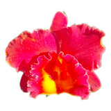 Orquídea Cattleya Vermelha #1