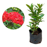 Kit Com 15 Mudas De Mini Ixora Vermelha