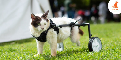 Silla De Ruedas Para Gatos 