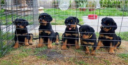 Cachorros Rottweiler Bonitos.