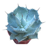 Agave Potatorum, Maceta 9, Suculenta