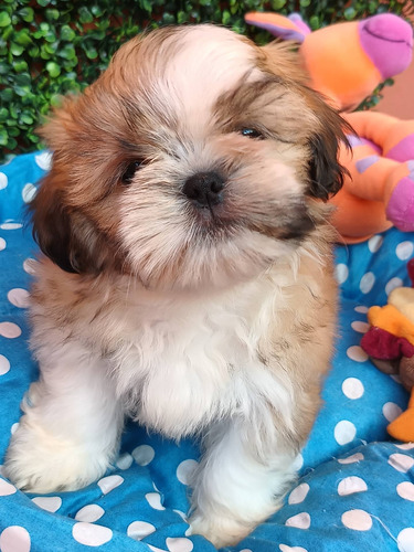 Shitzu Shihtzu Los Cachorros Más Lindos De La Página 