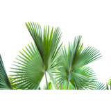 Palmera Trachycarpus  De 1 M Gratis A Rm No Envio A Regiones