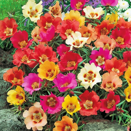 Semillas De Portulaca Flores Sencillas De Colores, Importada