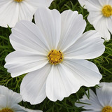 Cosmos Balnco Puro  20 Semillas Planta De Sol Sdqro2