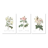 Roses Botanical Prints - Cuadro De Pared (8.0 X 10.0 in), Di