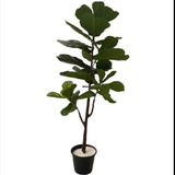 Árvore Artificial Ficus Lyrata 120m Planta Toque Real