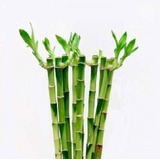 Lucky Bamboo Bambu De La Suerte Recto 50 Cm Solo Vara X10