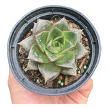 Suculenta Echeveria Dionysos Pote 11 Planta De Sol