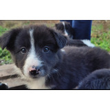 Cachorros Border Collie