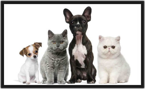 Quadro Grande Para Sala Gato Cão Pet Shop Moldura Q002
