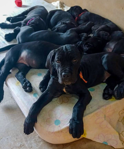 Cachorros Cane Corso