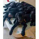 Cachorros Cane Corso