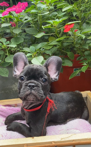 Hermosos Cachorros Bulldog Francés 