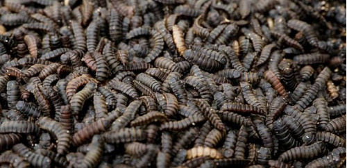 Mosca Soldado Negra X 3.000 Pupas Envíos