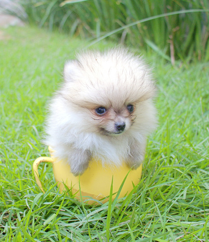 Lulu Pomerania Spitz Alemão Macho Anão Branco Entrega S P Hj