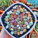 Lithops 10 Semillas 