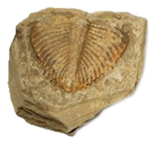1 Pedaço De Cauda De Trilobita Natural De Fósseis Antigos Em