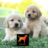 Cachorros Golden Machitos - Linea Norteamericana