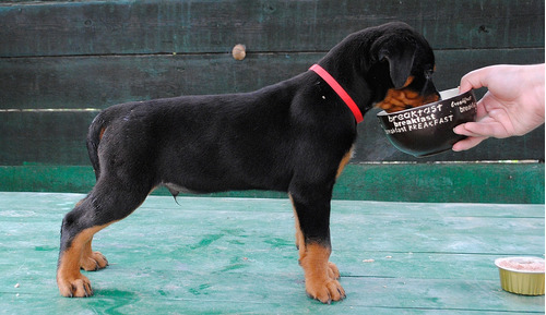 Venerable Rottweiler Pedigri Garantía De Vida Vacunas 4