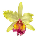 Orquídea C. Dowiana X Blc. Miriam Suzuki - Adulta