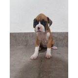 Cachorros Boxer Machito