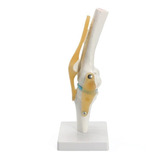 Articulação Do Joelho Modelo Anatomico Fisioterapia Medicina