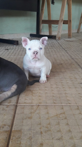 Filhotes Cachorro American Bully Com Pedigree + Brinde