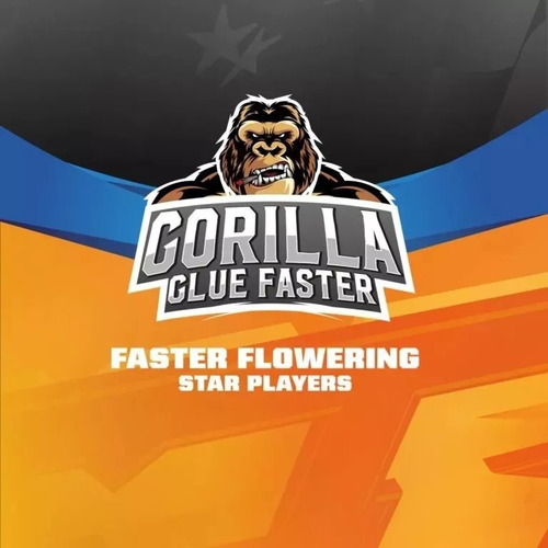 Semillas Gorilla Glue  Faster X12 Bsf Seeds /floracion 6sem