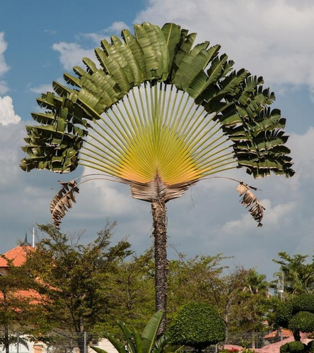 Ravenala Madagascariensis (palma Del Viajero) 