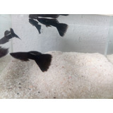 Trio Guppy Full Black