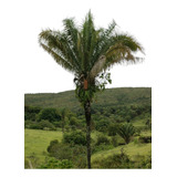 Palmera Indaiá, Babasú, Bacuaçu, Attalea Dubia - Juvenil  