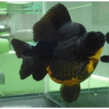Pez Goldfish Black Demekin Importación Shangai