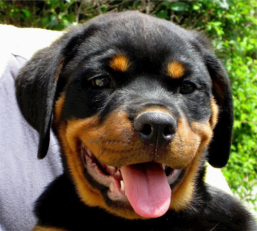 Cachorros Rottweiler Exelencia 1