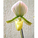 Orquidea Sapatinho - Paphiopedilum Maudiae Green - Adulta