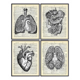 Corazón, Pulmones, Cerebro, Intestino Anatomía De Ór...